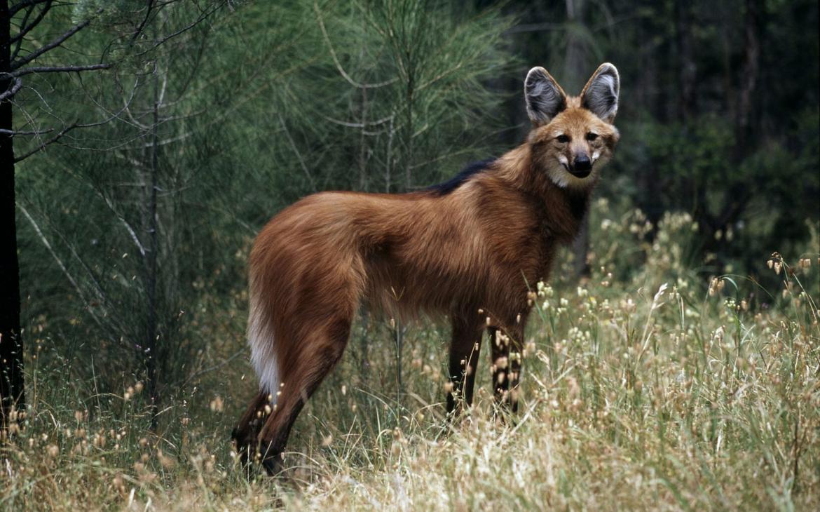 Un loup à crinière (Chrysocyon brachyurus) en Amérique du Sud.