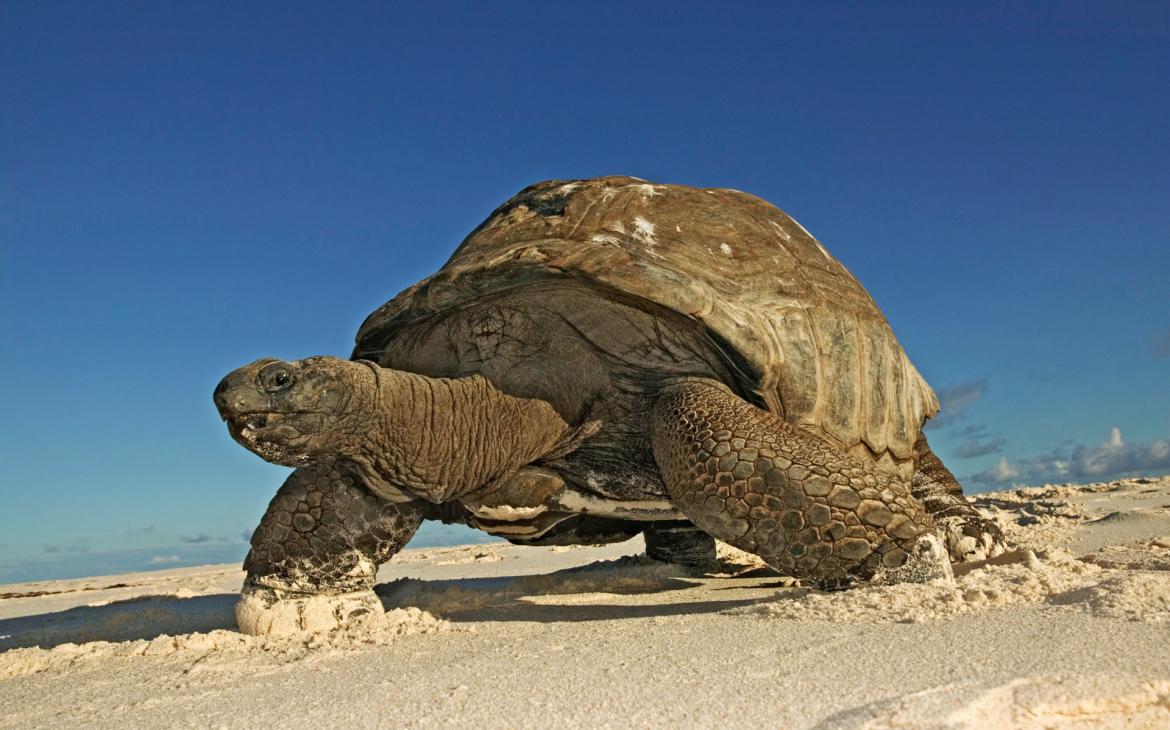 Une tortue géante des Seychelles (Geochelone gigantea) marche sur une plage de l'île Cousine, Seychelles.