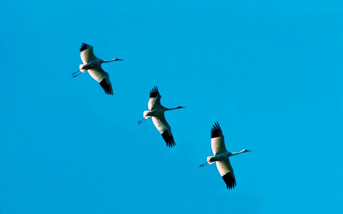 Vue du bas de trois grues blanches qui volent