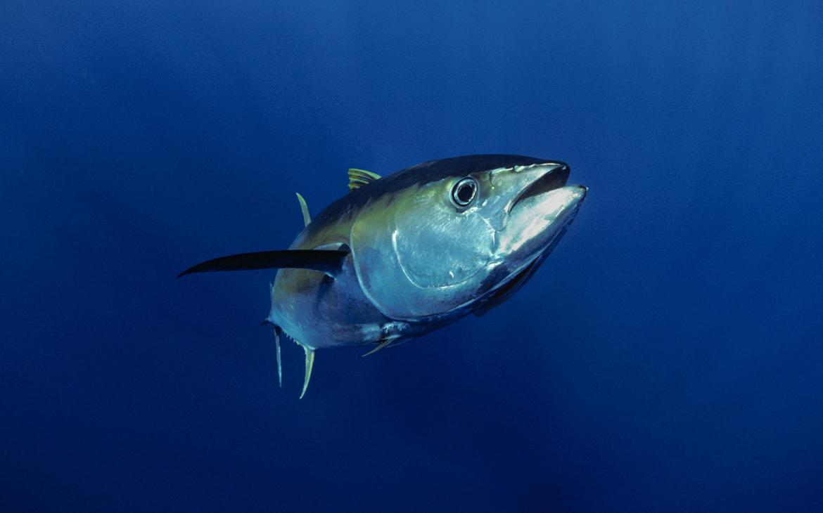 Thon à nageoires jaunes géant (Thunnus albacares), Mexique, océan Pacifique.