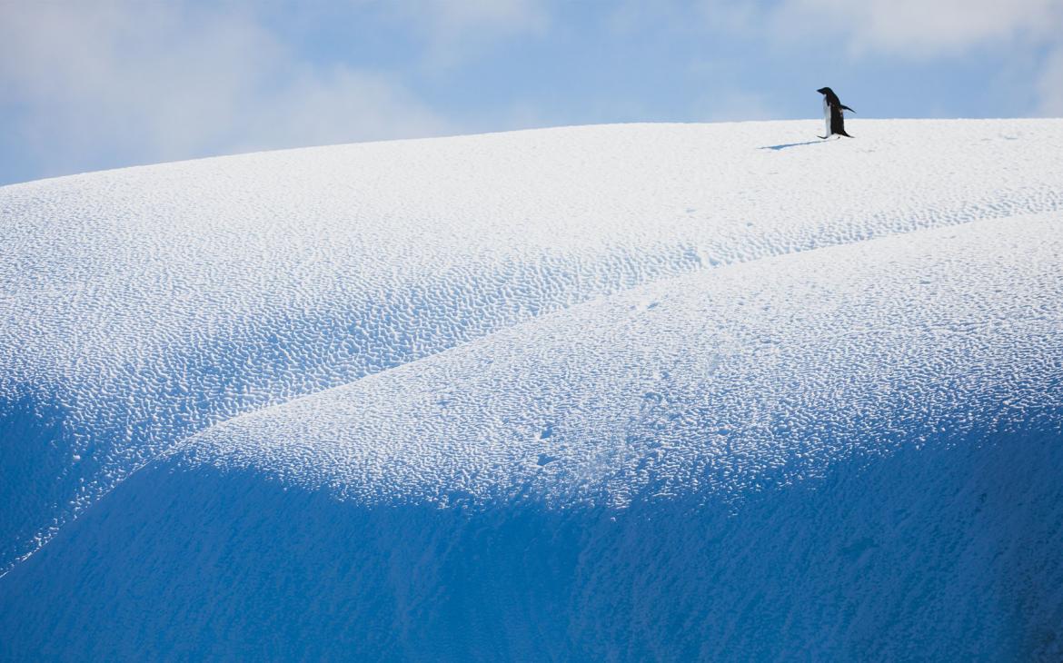 Un manchot empereur (Pygoscelis adeliae) sur un iceberg.