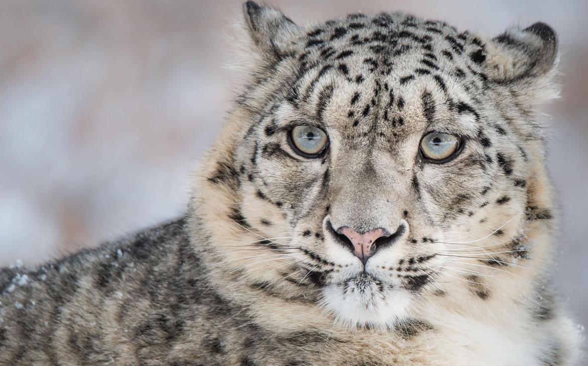 Un léopard des neiges (Panthera uncia) en gros plan.