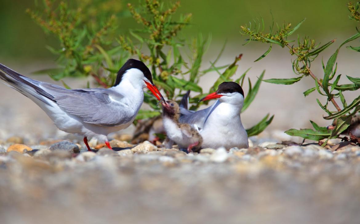 Sterne Pierregarin dans la réserve de biosphère Mur-Drave-Danube, premier site européen de l’UNESCO