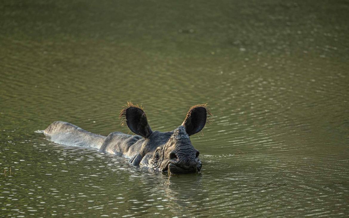 Rhinocéros au Népal