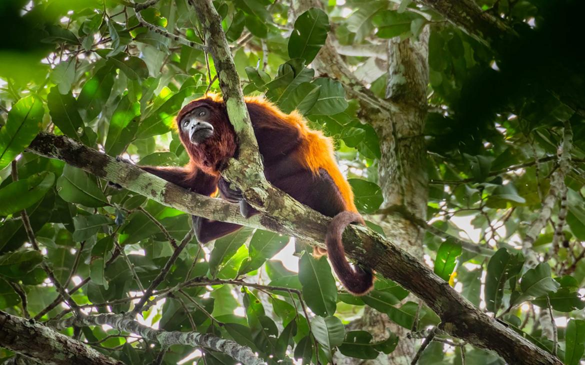 The Guiana Plateau