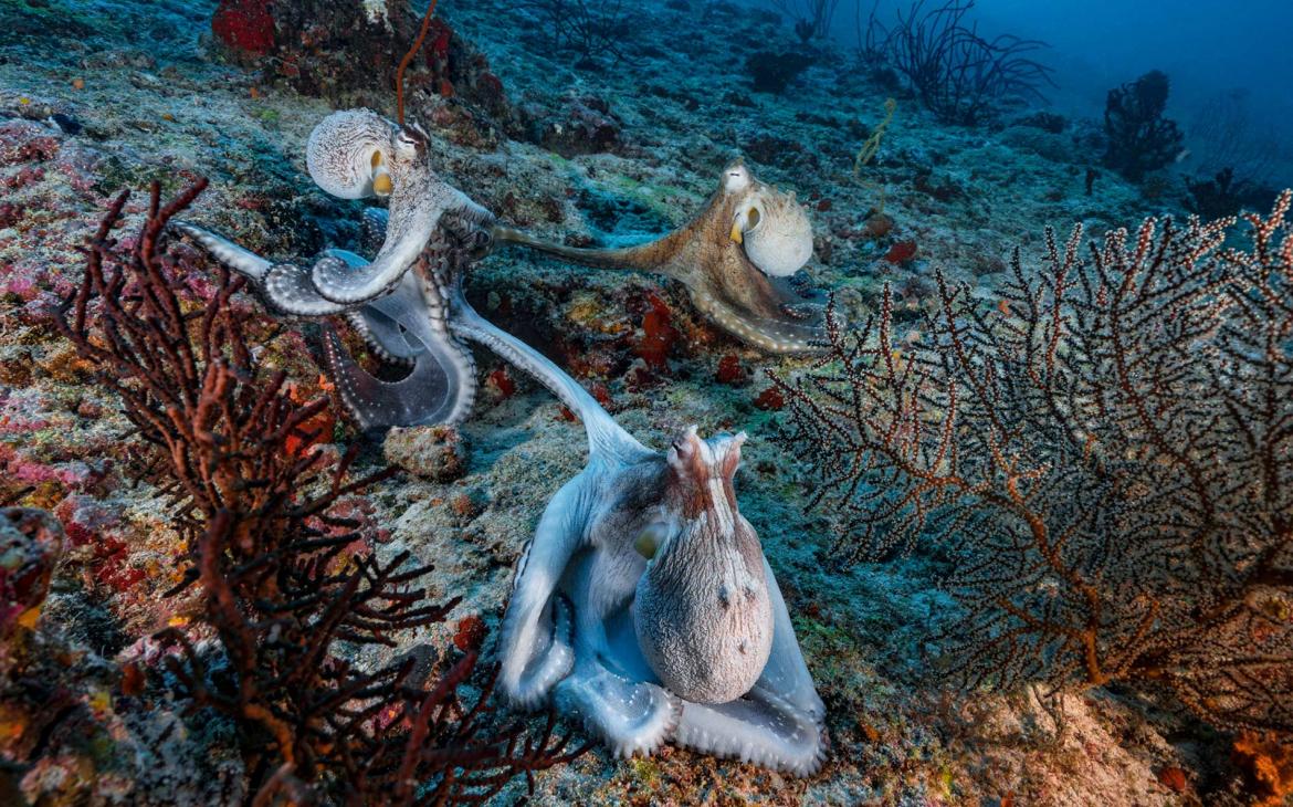 Les poissons récifaux au secours des coraux