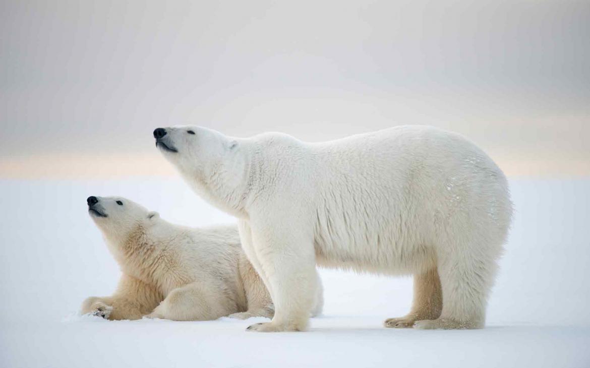 Pour une cohabitation sereine avec les ours polaires