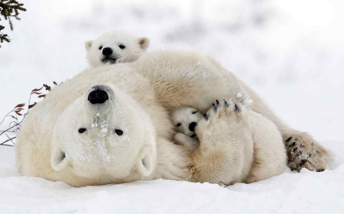 Animal Planet - Ensemble sauvetage de l'ours polaire - Notre exclusivité