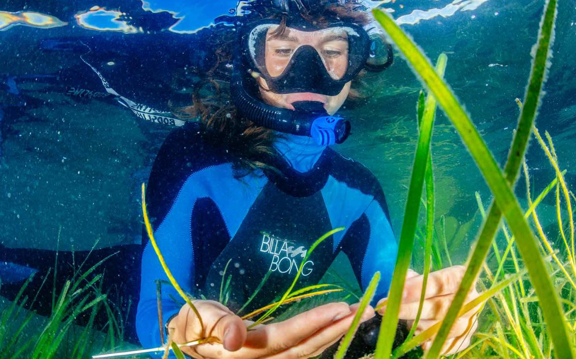 Herbiers sous-marins