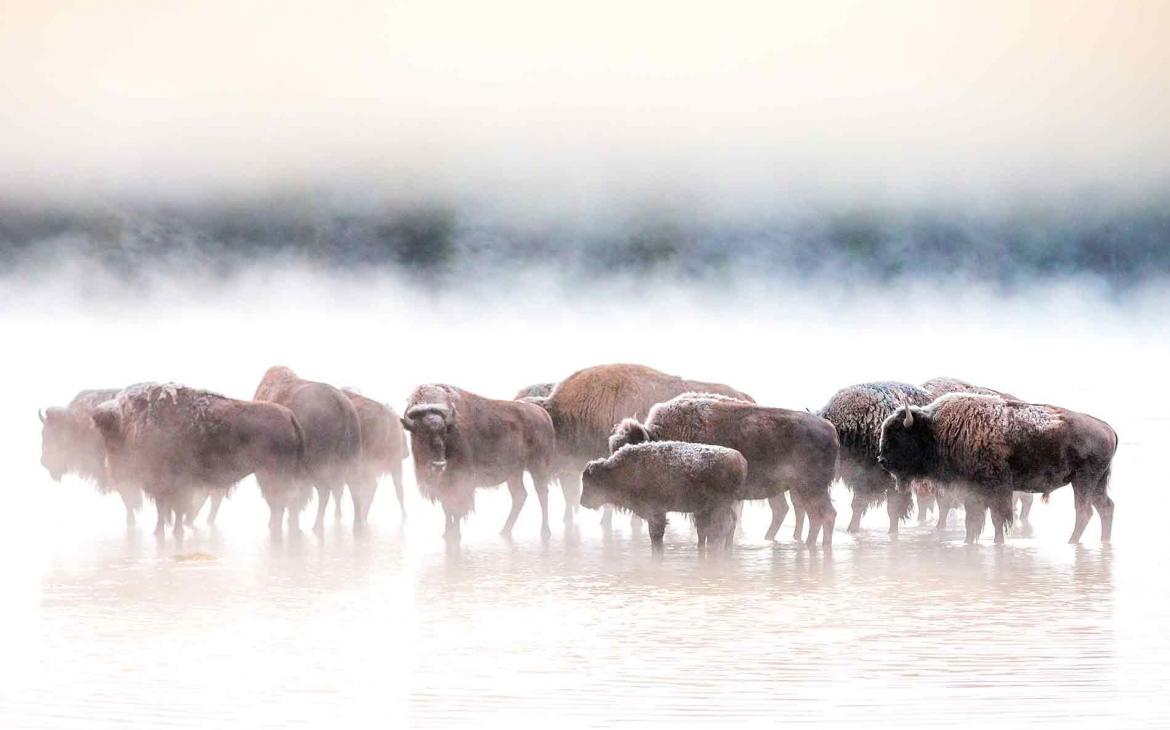 Bisons aux États-Unis