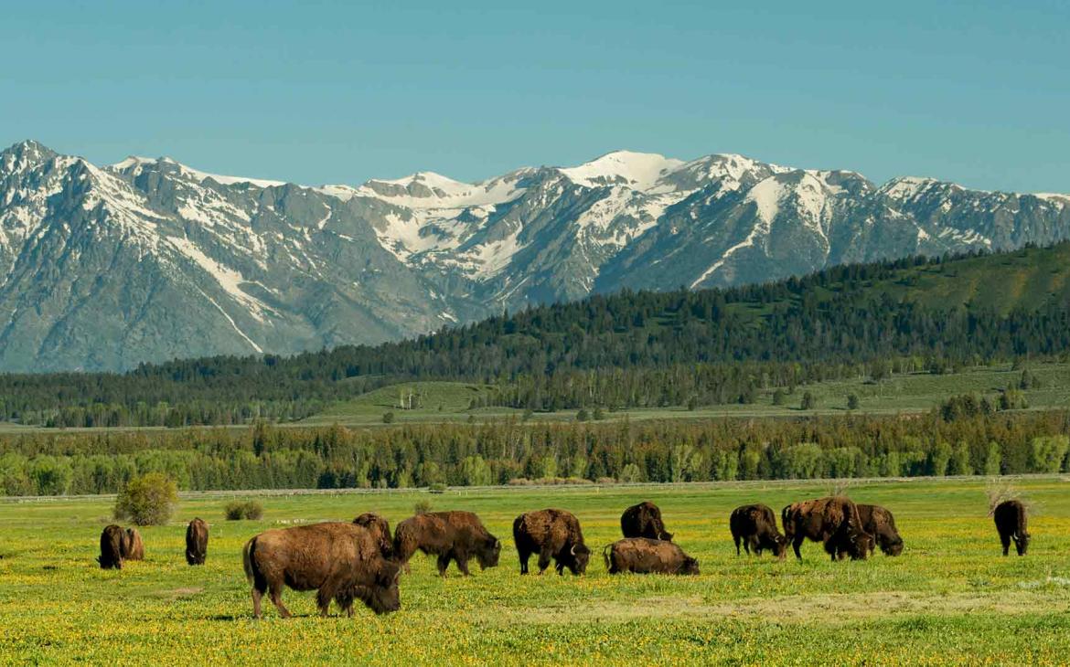 Bisons aux États-Unis