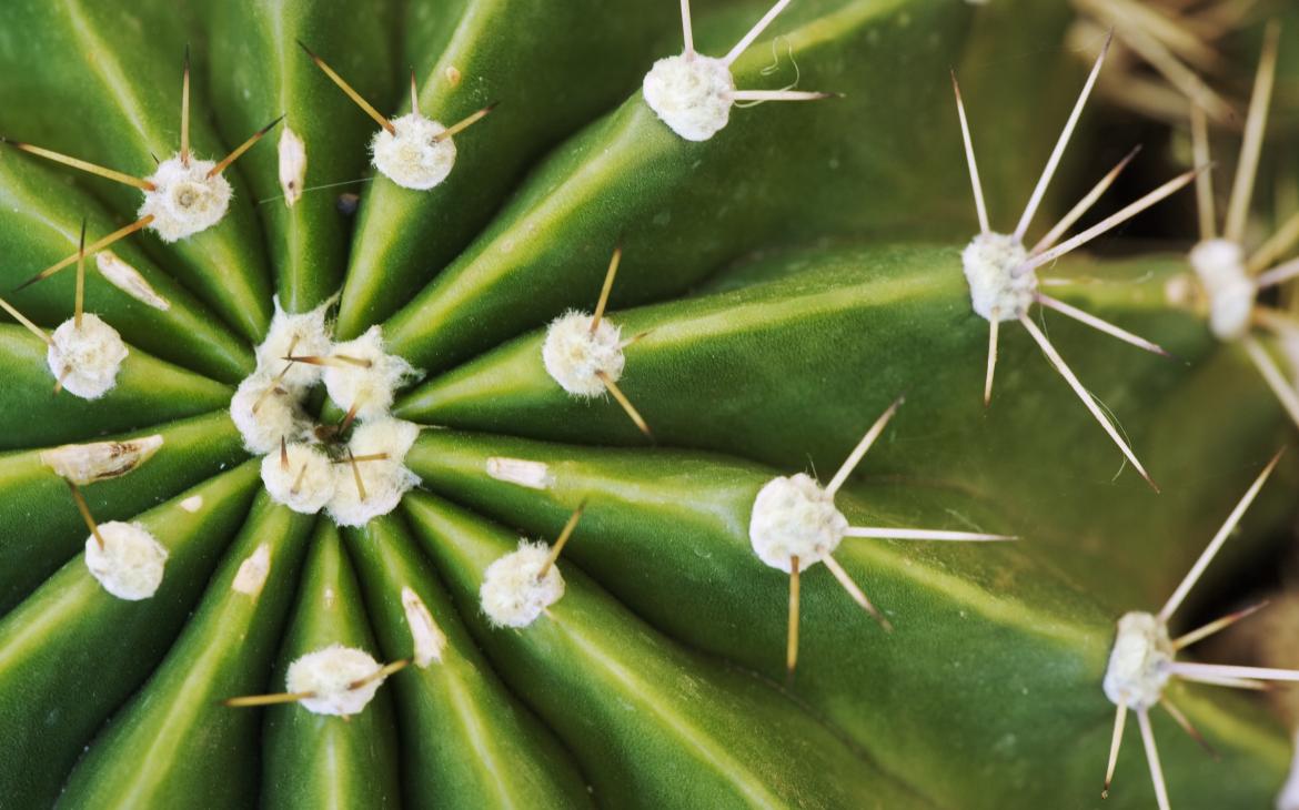 Gros plan sur les épines d'un cactus