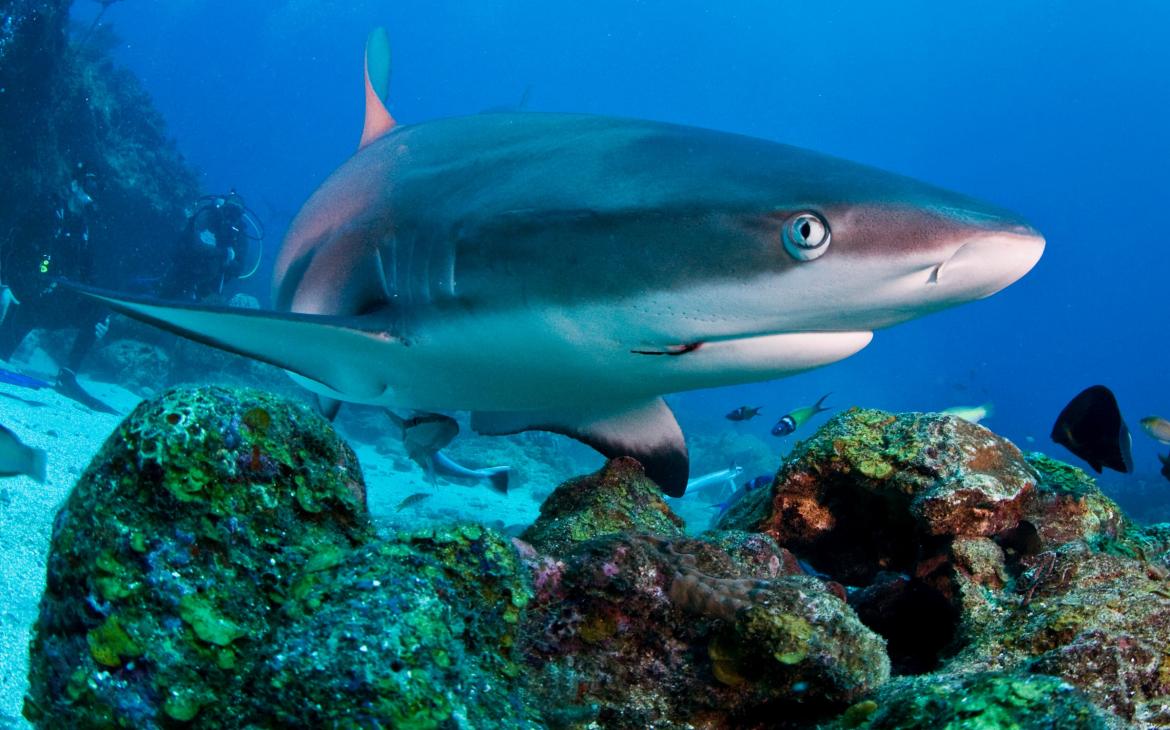 Requin de récif (Triaeonodon obesus), département des Islas de la Bahía (Honduras)