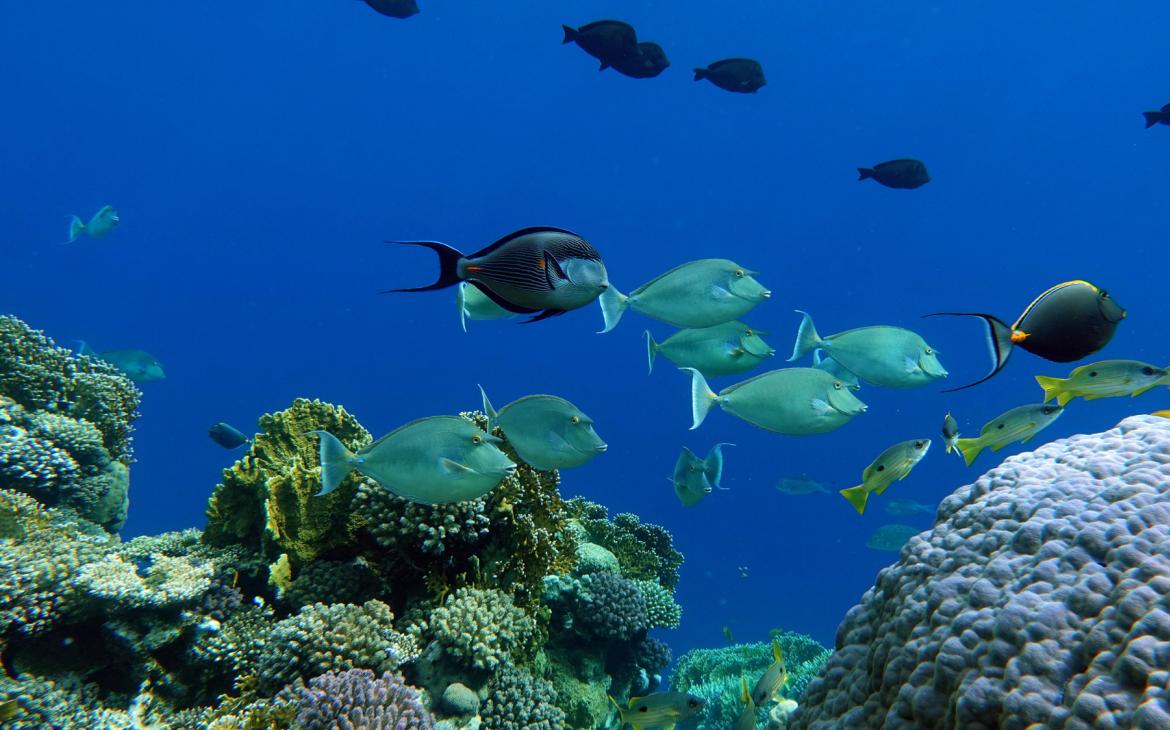 Poissons Océan Nouvelle-Calédonie