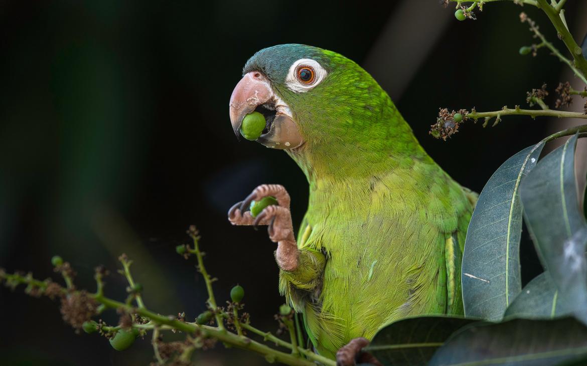 Blue-crowned parakeet 