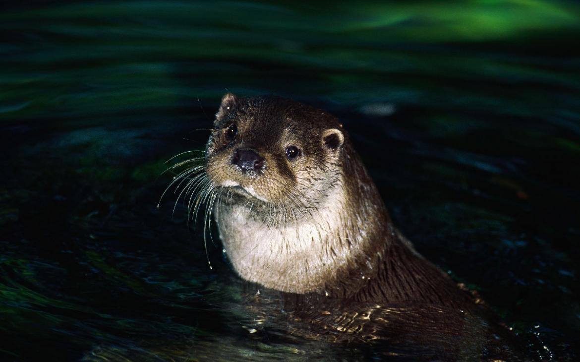 Loutre-de-rivières-WWF