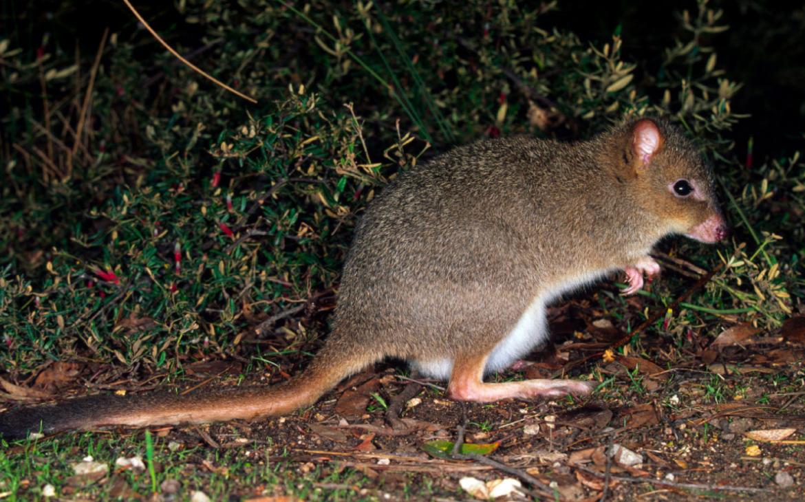 Bettong-Australie