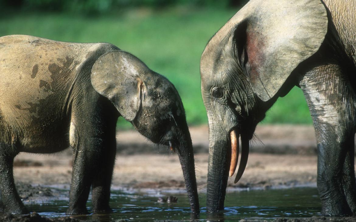 Élephants-des-forets-Congo