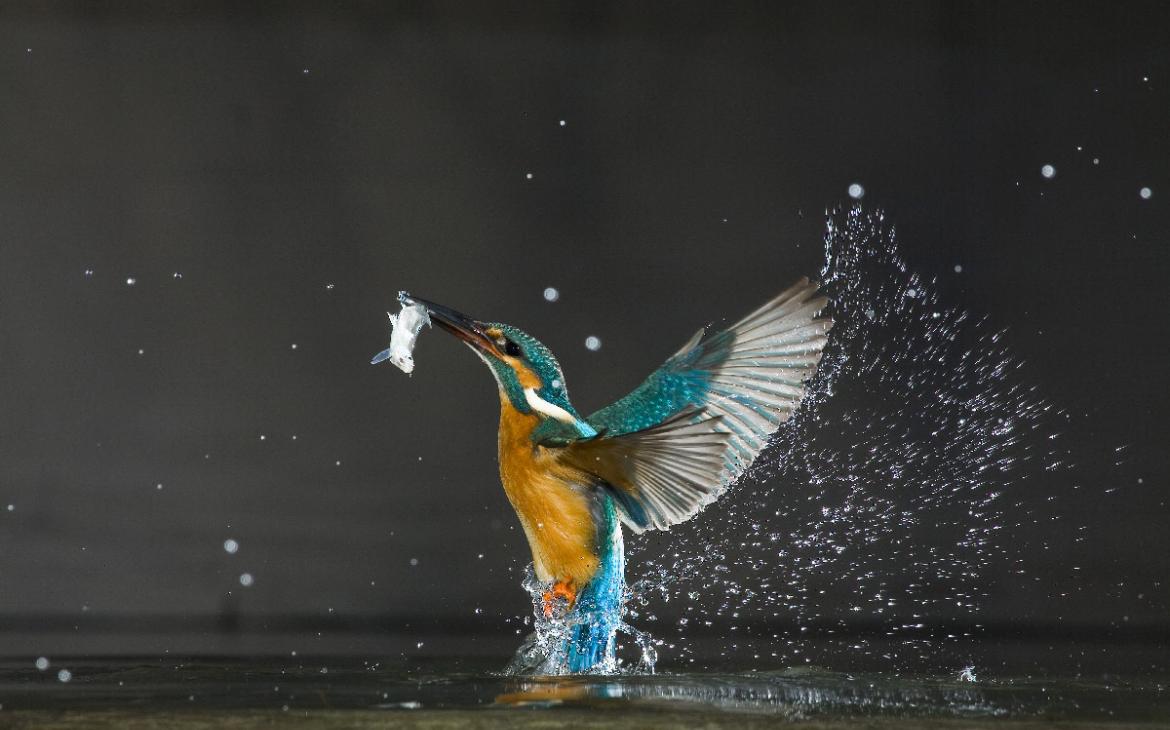 Martin-pêcheur_WWF.