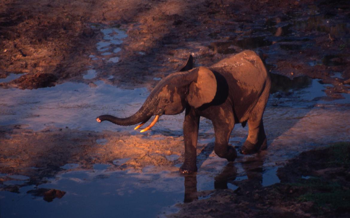 Elephant-des-forets-Congo