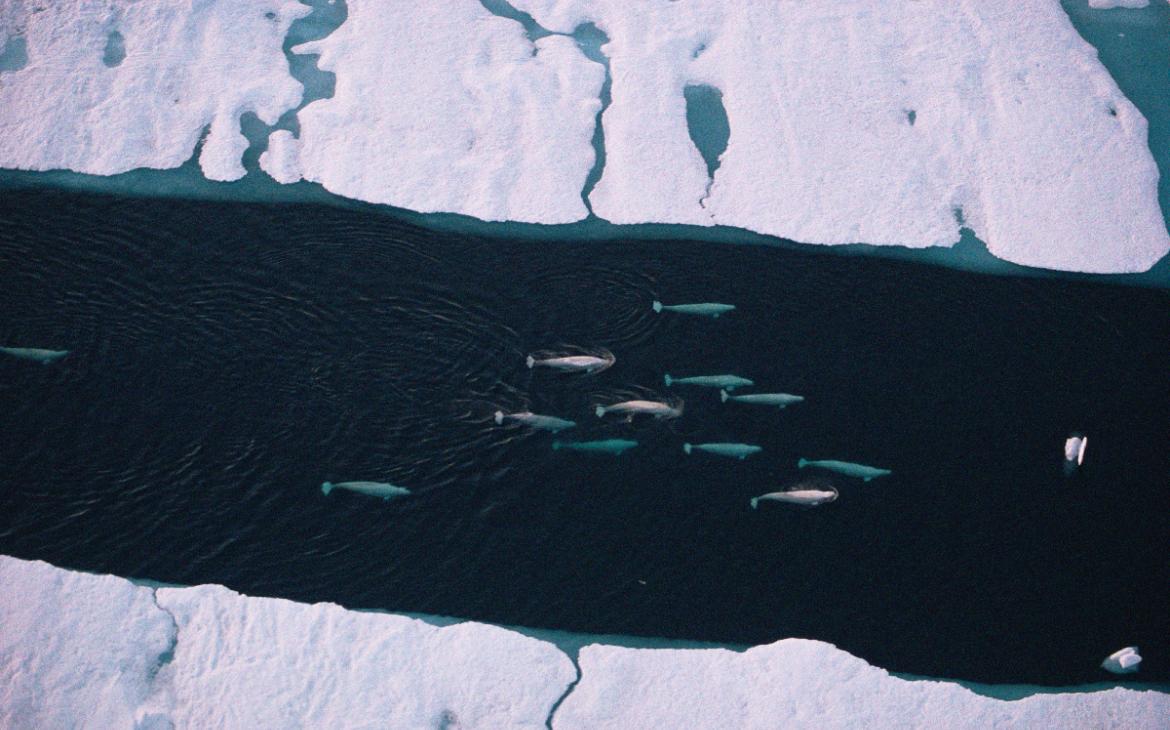 Belugas dans un couloir de glacier