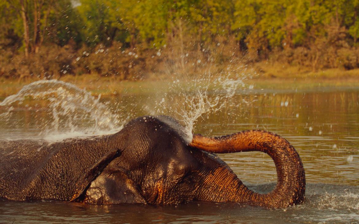 Éléphant-Inde