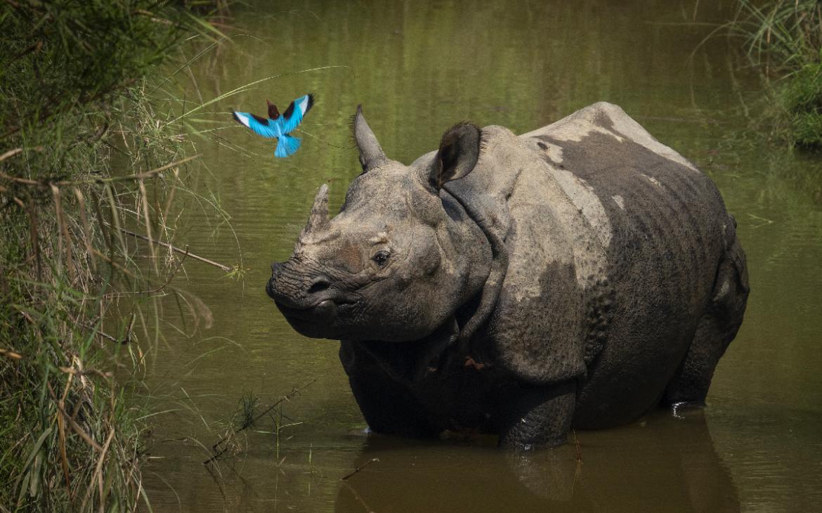 Rhinocéros-et-oiseau