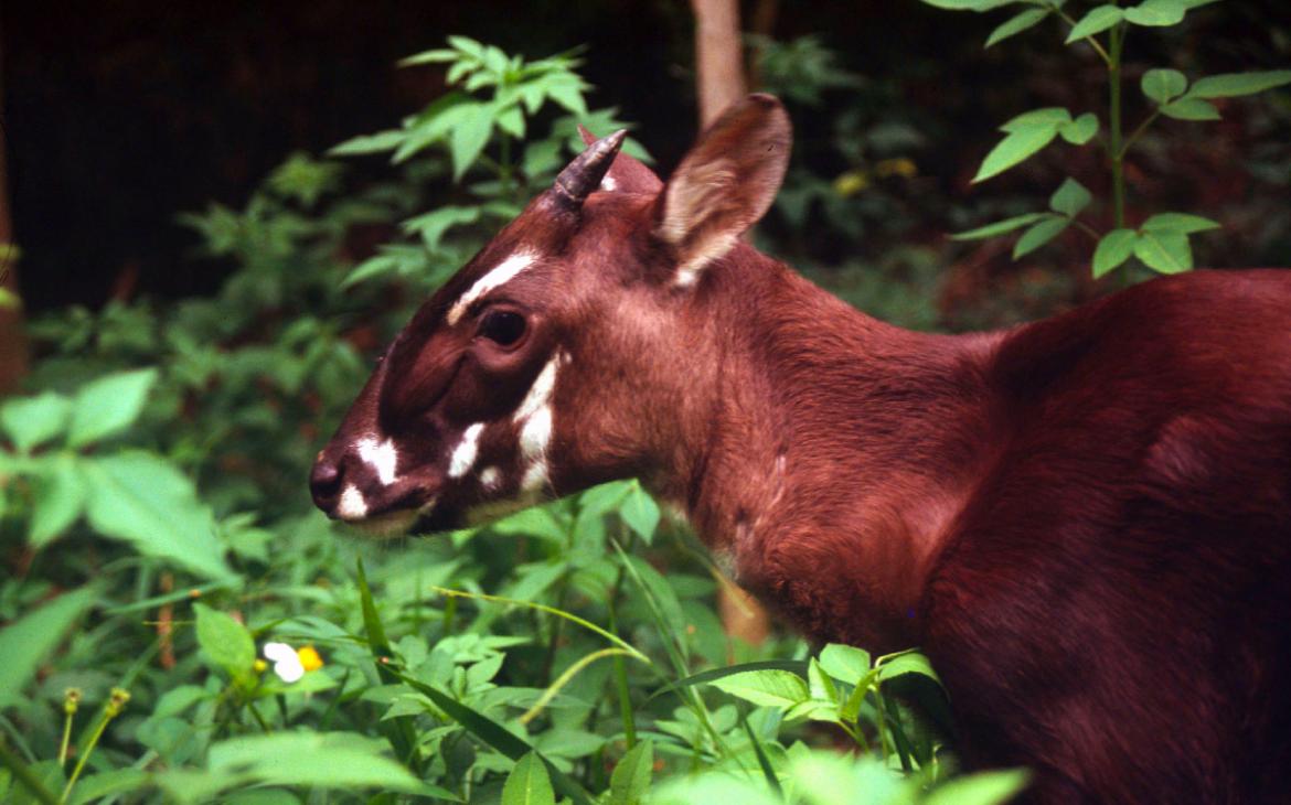 Saola-Hanoi,Vietnam