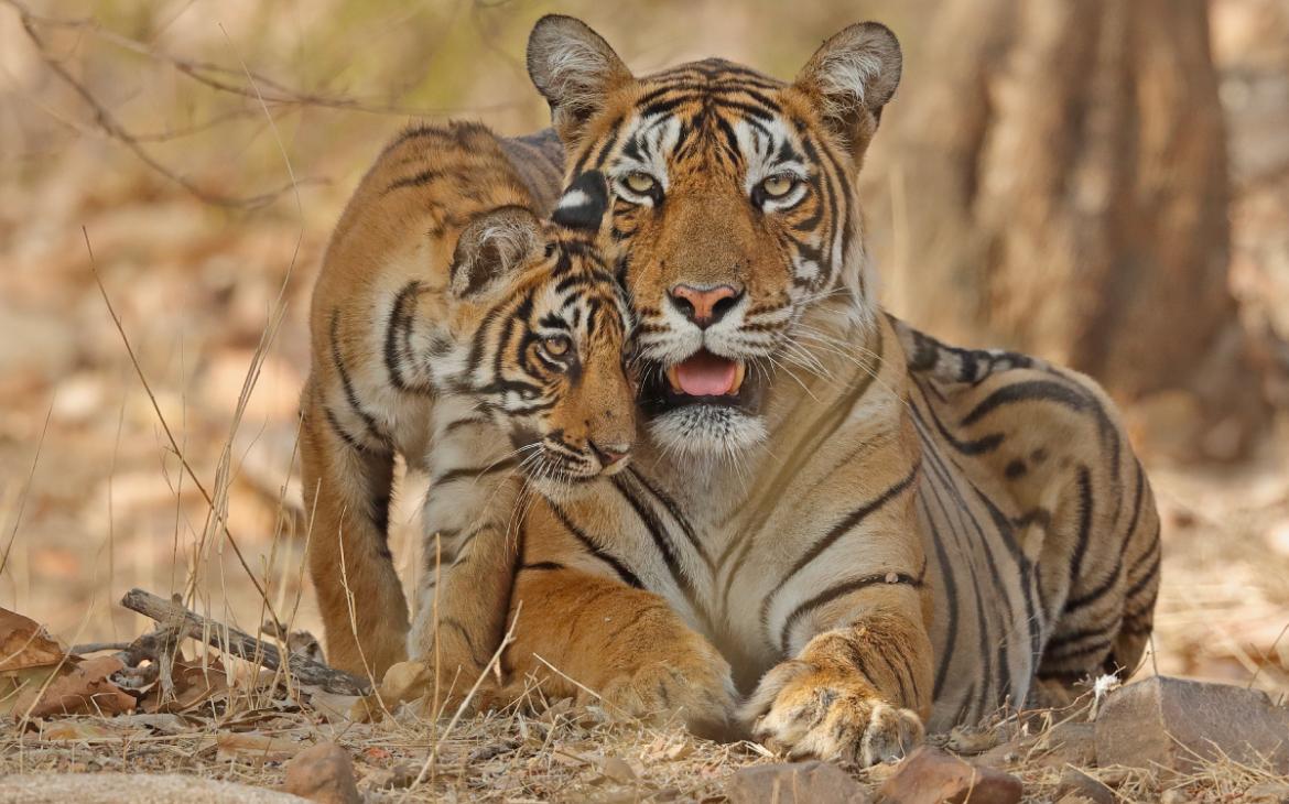 Tigres-et-son-enfant