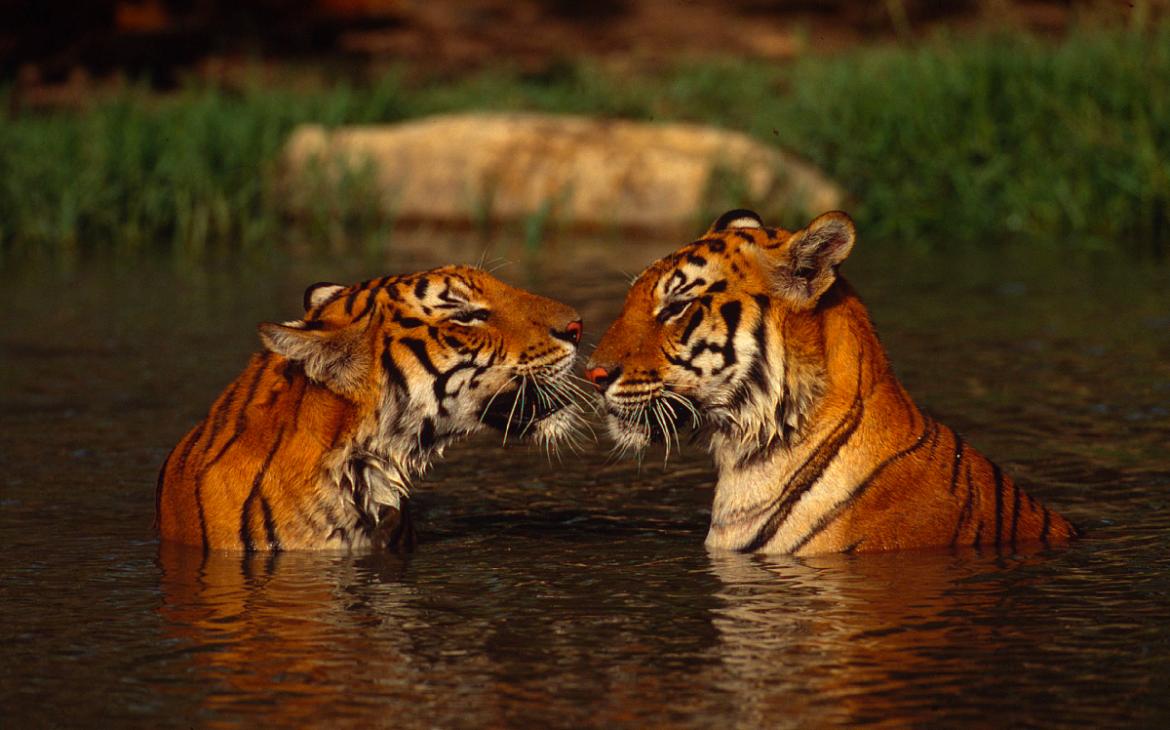 Tigres-Couple-Thailand