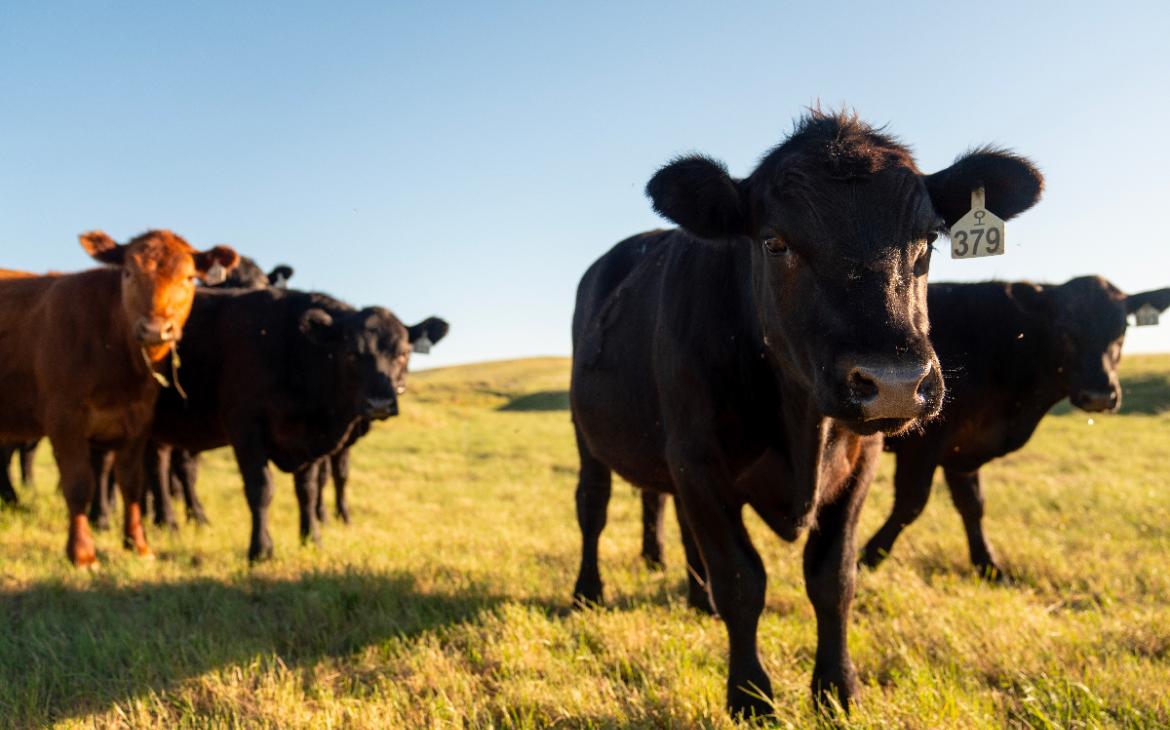 Vaches Ranch Winnett, Montana