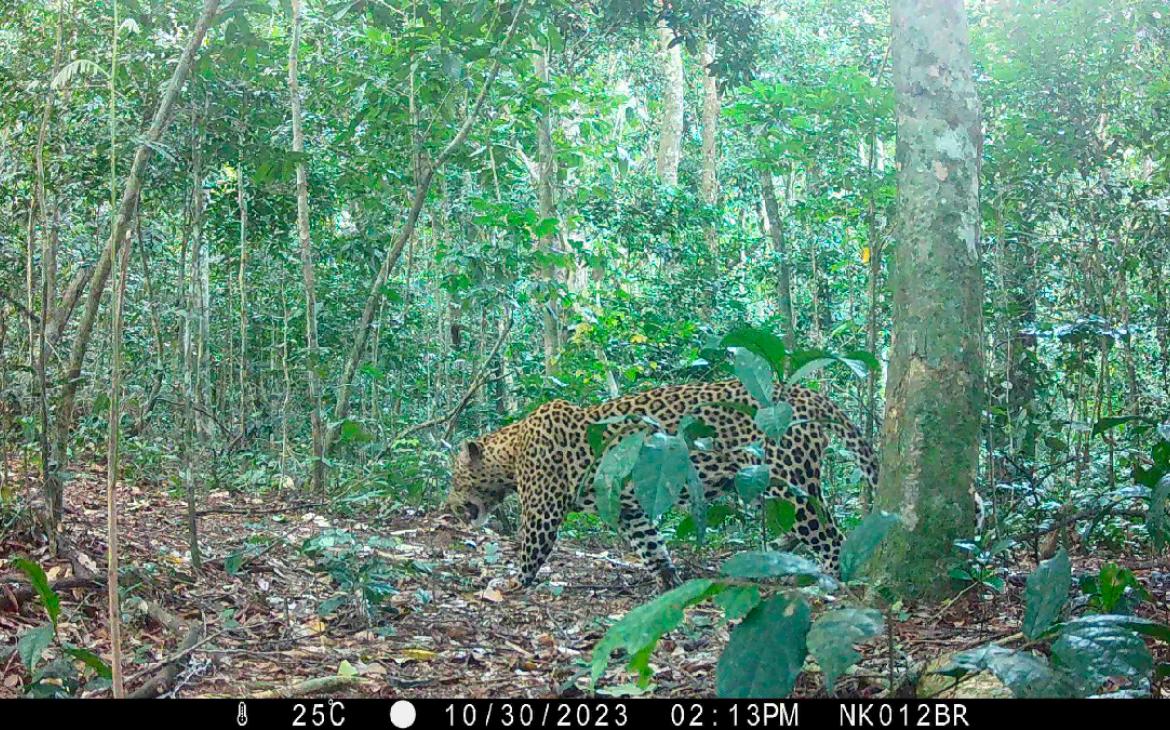 Camera trap jaguar