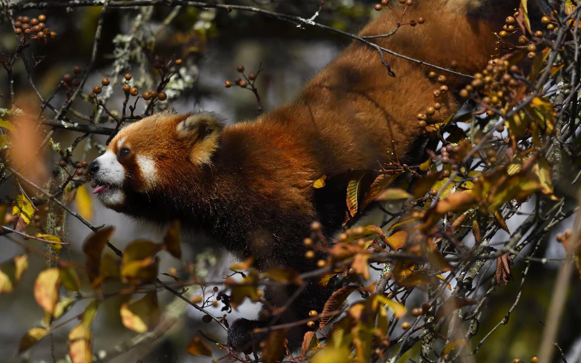 Panda roux qui mange