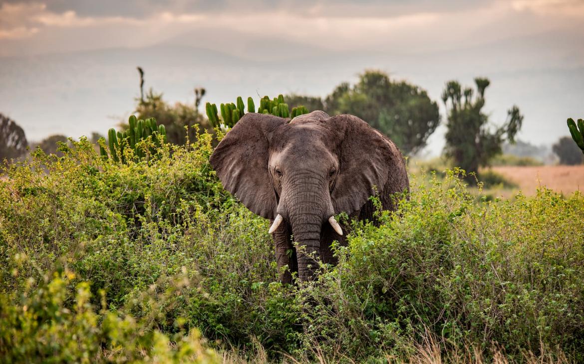 éléphant zimbabwe qui se balade