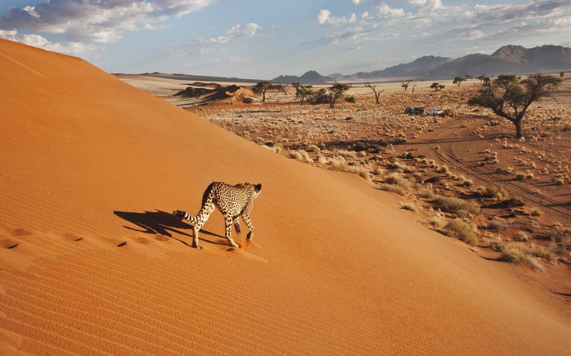 Guépard marchant le long d'une dune, en Namibie