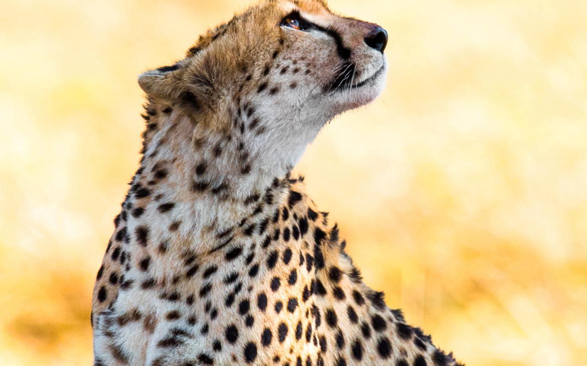 Guépard qui regarde en l'air