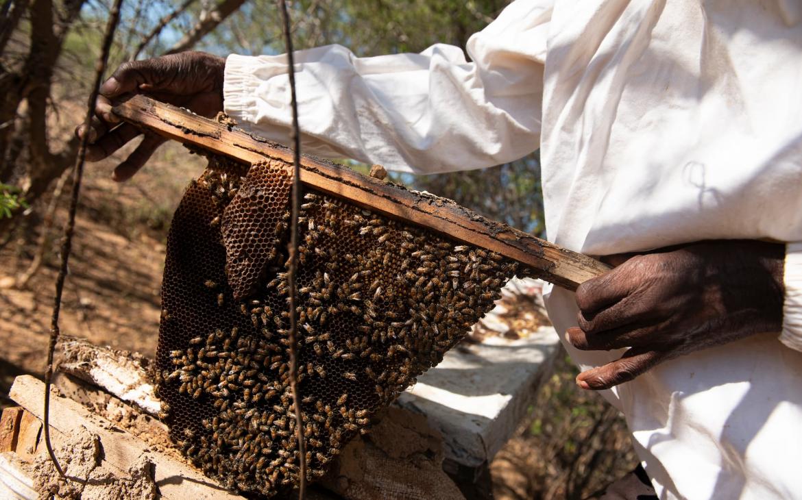 ruche programme éléphants abeilles