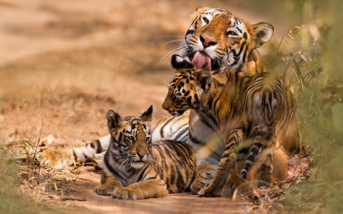 Mere tigre et ses deux petits tigrons