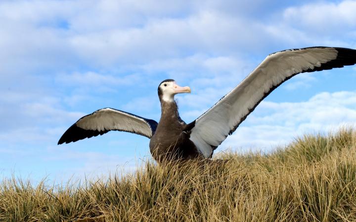 Nos Espèces Prioritaires | WWF France