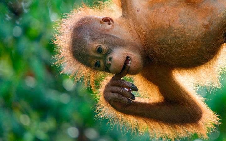 Jeune orang-outan de Bornéo suspendu à un arbre, Sarawak, Bornéo, Malaisie