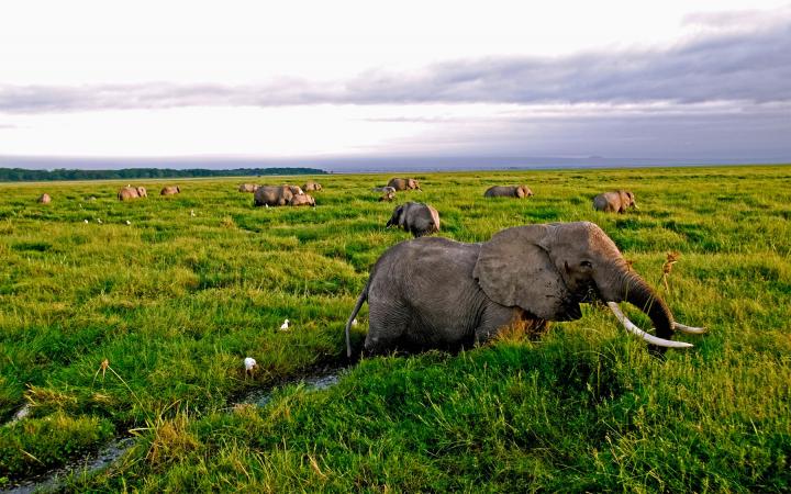 Elephant d'Afrique (Loxodonta africana) en train de se nourir Amboseli National Park, Kenya