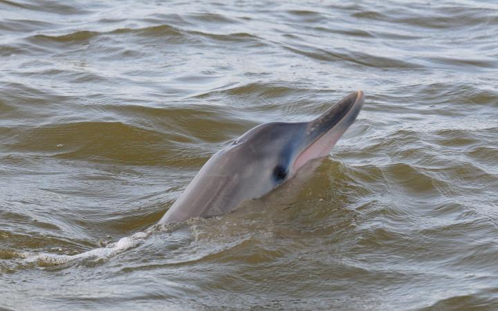 Le dauphin de Guyane, une espèce en danger