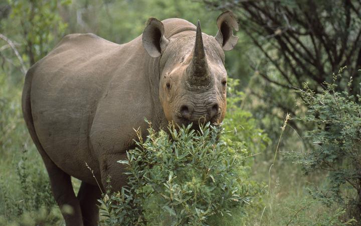 Rhinocéros noir (Diceros bicornis) dans le Parc National Marakele, Afrique du Sud