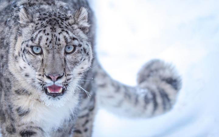 puma des neiges