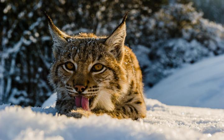 Lynx boréal : Le PAL présente le Lynx boréal, félidé carnivore