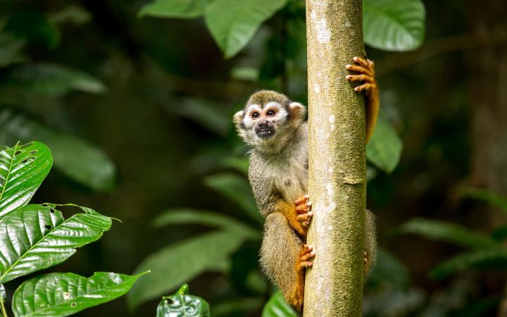 Singe dans la forêt d'Amazonie