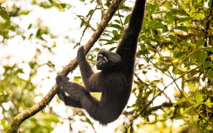 Un Skywalker Hoolock Gibbon découvert au Myanmar en 2017.