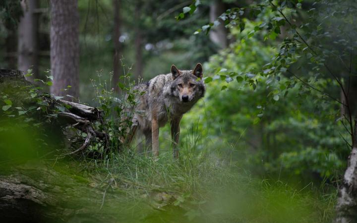 Le loup peut être présent partout en France» : pourquoi les traces