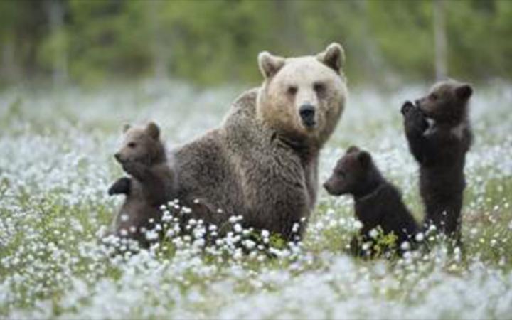 Maman Ours et ses enfants dans la nature