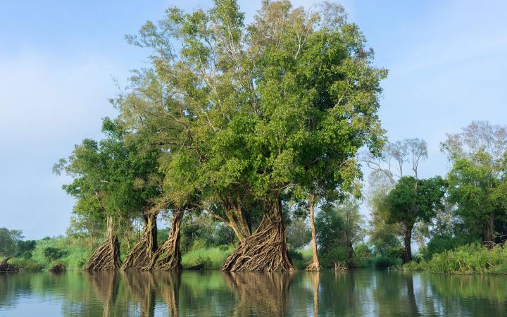Vue d'une forêt innondée par le Mekong, dans la zone protégée de Ramsar, Stung Treng, Cambodge